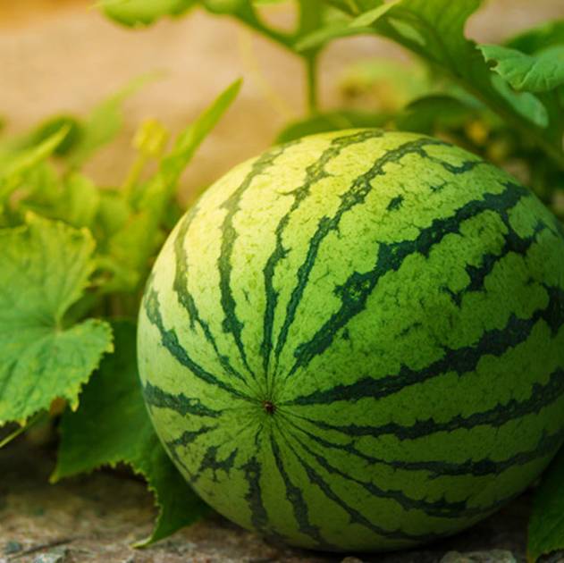 Watermelon-is-growing-in-the-garden-_-how-to-grow-watermelon-_-ss-_-featured